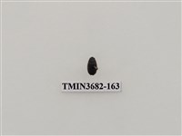 藏品(鞘翅目(2))的圖片